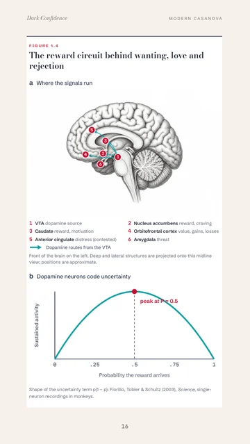 Page 16: Figure 1.4, the reward circuit in the brain